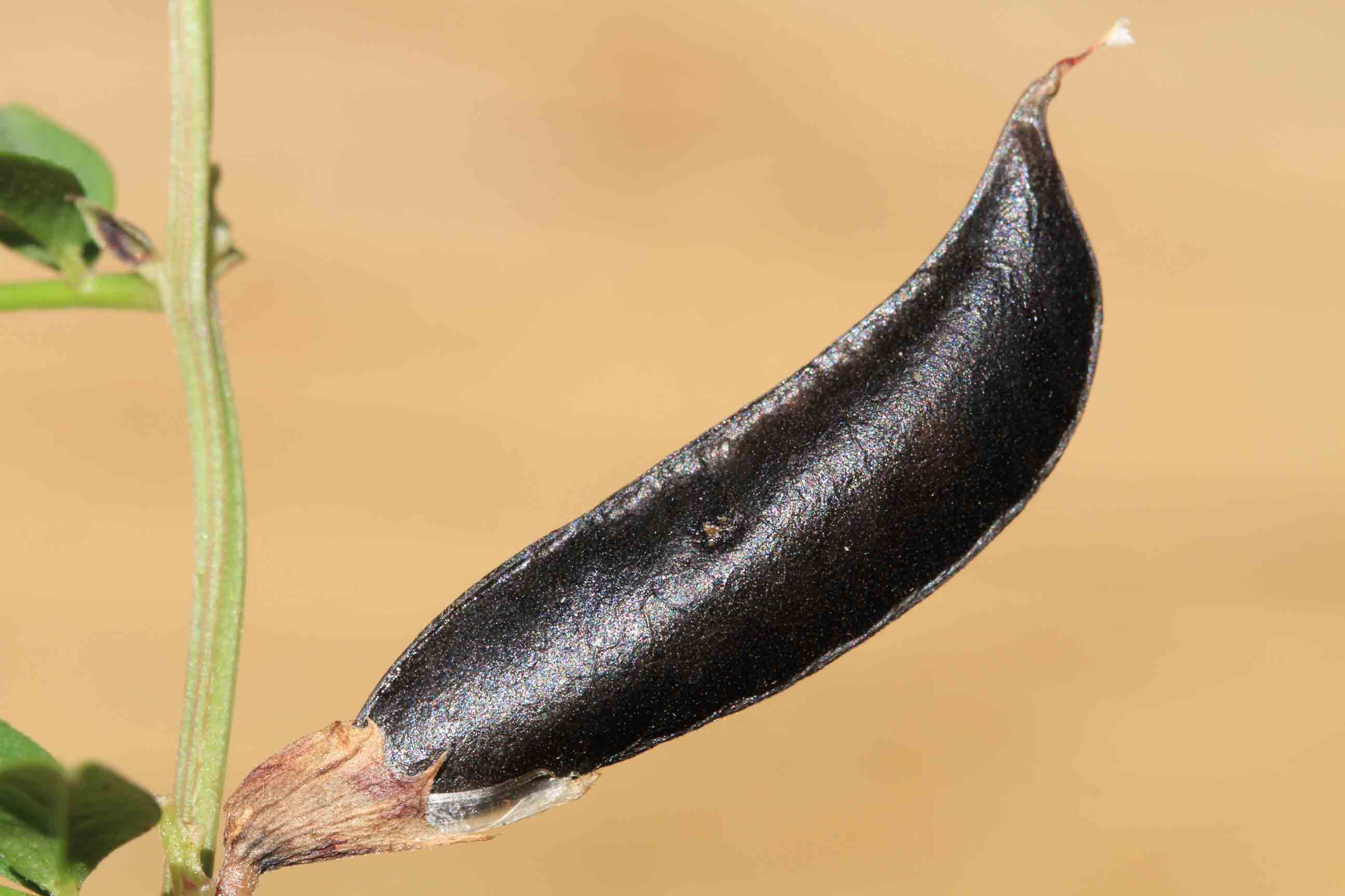 Vicia sepium / Veccia silvana